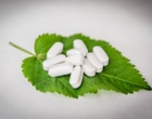 Auf einem Pflanzenblatt liegen mehrere Tabletten.