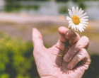 Eine Hand hält ein Gänseblümchen.