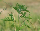 Abbild einer Ambrosia-Pflanze. Symbolbild für Allergie gegen Ambrosia.