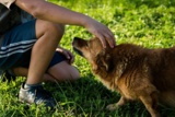 Junge streichelt einen Hund. Symbolbild für Haustiere für das Wohlbefinden.