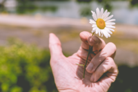 Eine Hand hält ein Gänseblümchen.