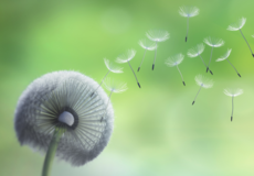 Eine Pusteblume im Wind