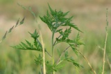 Abbild einer Ambrosia-Pflanze. Symbolbild für Allergie gegen Ambrosia.