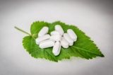 Auf einem Pflanzenblatt liegen mehrere Tabletten.