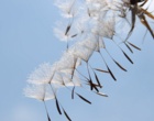 Fliegende Samen einer Pusteblume.