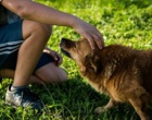 Junge streichelt einen Hund. Symbolbild für Haustiere für das Wohlbefinden.